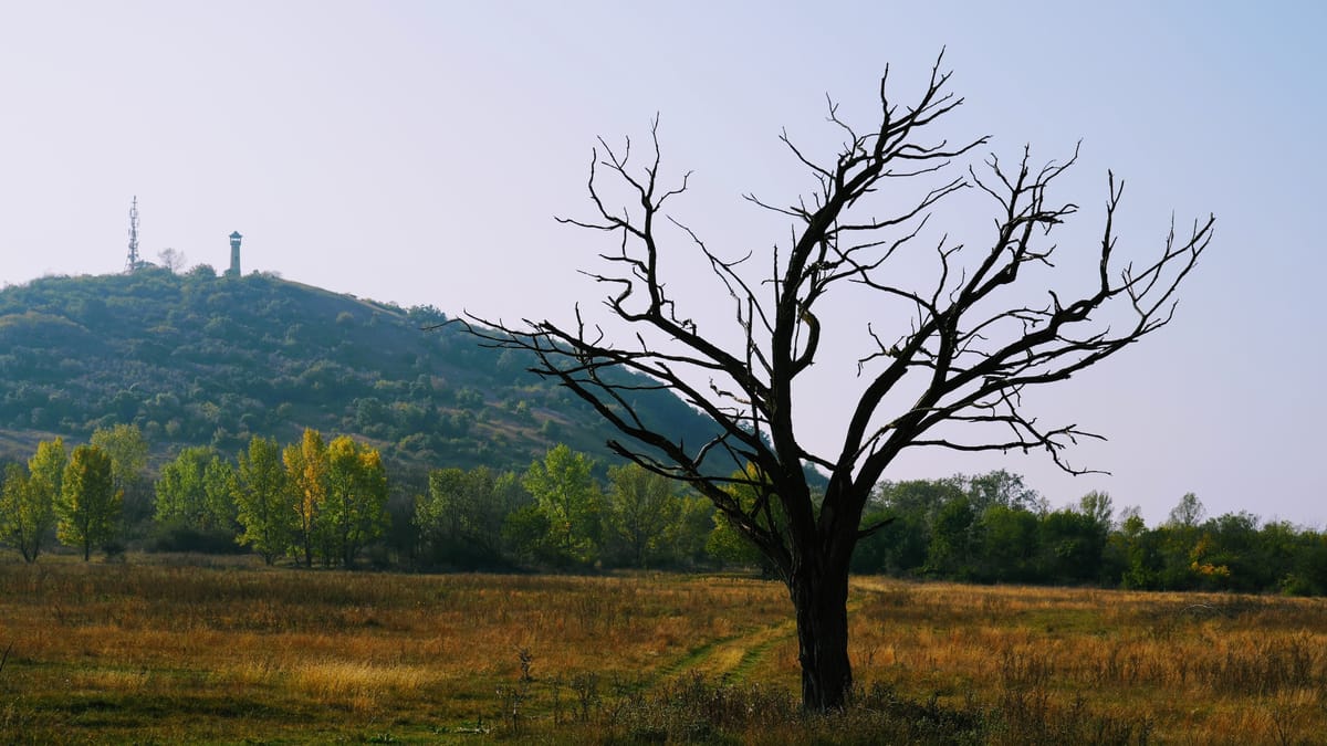 The responsibility of creation